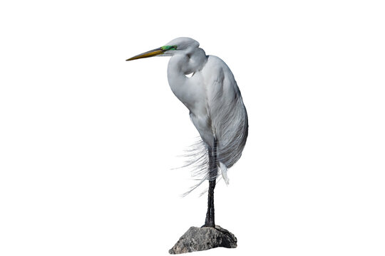 Snowy Egret (Egretta thula) Photo, Perched in the Wind on a Transparent Background