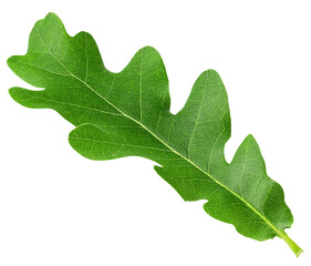 oak leaf, isolated on white background, full depth of field
