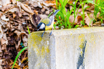 The great tit (Parus major) perching. Wildlife scene from nature.