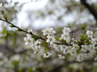 Cherry blossoms on a branch of a cherry tree