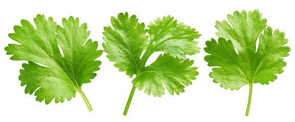 Coriander leaf isolated on white background, full depth of field