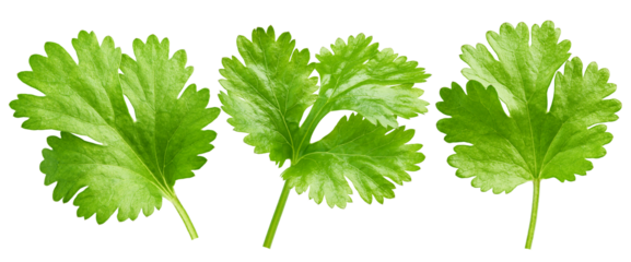 Coriander leaf isolated on white background, full depth of field