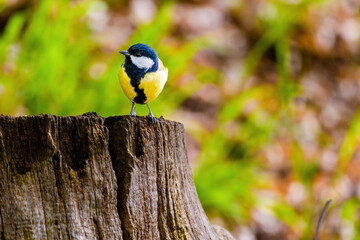 The great tit (Parus major) perching. Wildlife scene from nature.