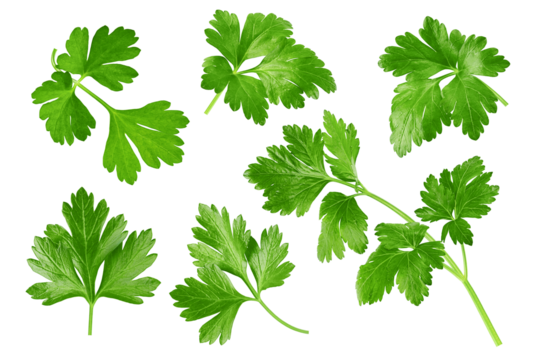 Parsley isolated on white background, full depth of field