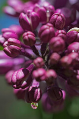 Lilak Bez Sensation Syringa vulgaris dwukolorowy w fazie kwitnienia