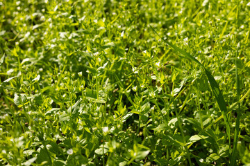 Green grass background. Grass texture.