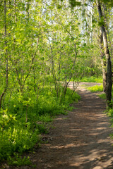 Fototapeta na wymiar Footpath in the forest. Path in the woods.