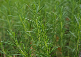 Obraz premium Branches of rosemary or rosmarin plant in natural background. Fresh green branches of rosemarine growing in the garden