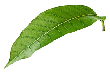 Mango leaf isolated on white background, full depth of field