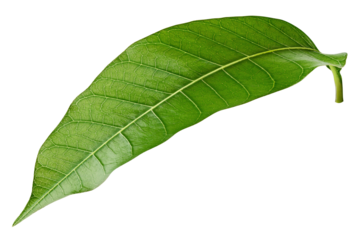 Mango leaf isolated on white background, full depth of field