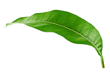 Mango leaf isolated on white background, full depth of field