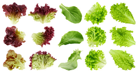 salad, lettuce, Batavia, Lollo Bionda, Romain, Red Oak, Lollo Rosso, isolated on white background, full depth of field - obrazy, fototapety, plakaty