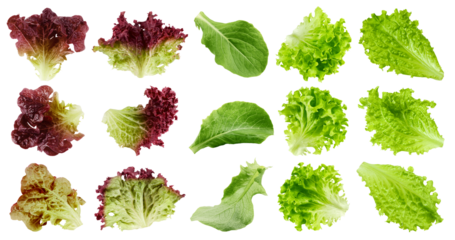 salad, lettuce, Batavia, Lollo Bionda, Romain, Red Oak, Lollo Rosso, isolated on white background, full depth of field