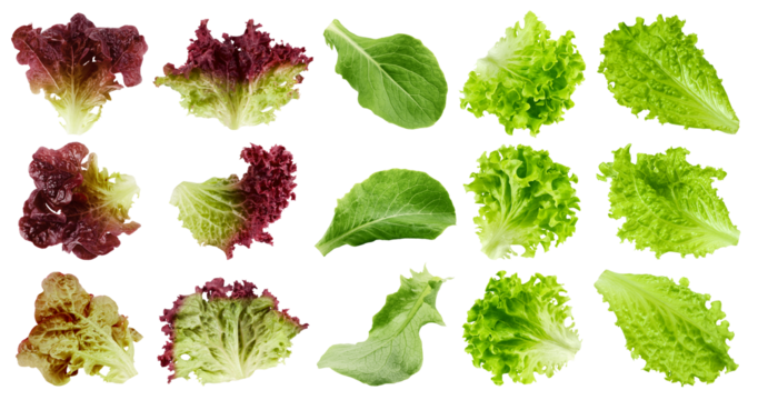 salad, lettuce, Batavia, Lollo Bionda, Romain, Red Oak, Lollo Rosso, isolated on white background, full depth of field
