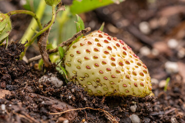 New strawberries starting to grow on the vine.