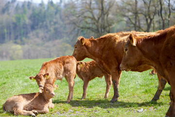 grazing in a pasture, brown calw and cows