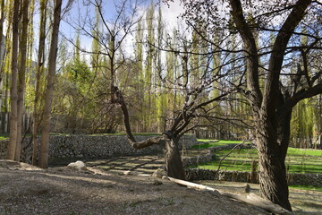 Terraced fields behind cherry trees with blooming white and pink flowers, in the Khaplu Valley of Pakistan
