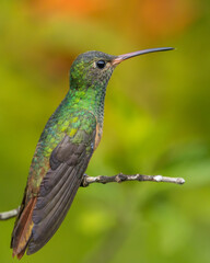 Hummingbird perched on a branch with green background