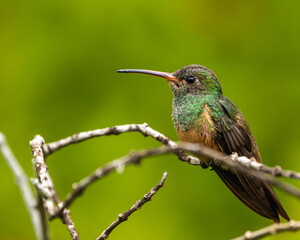 Hummingbird perched on a branch with green background