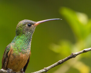 Hummingbird perched on a branch with green background