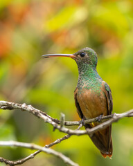 Hummingbird perched on a branch with green background
