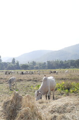 Local Thai native cow in grass field