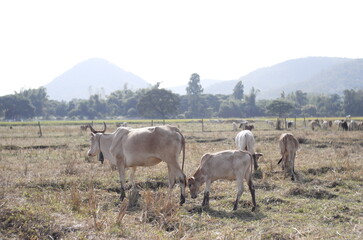 Local Thai native cow in grass field
