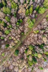 Obraz premium Aerial view of a mixed forest with green fir trees and a clearing running diagonally