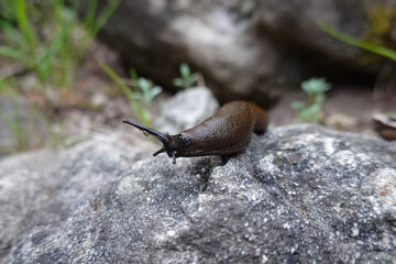 Nacktschnecke auf einem Fels in Makroaufnahme