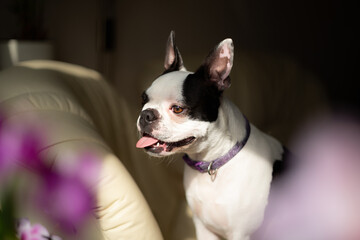 Boston Terrier dog sitting on a soft leather sofa chair looking out of a window in the sunshine. There are orchid flowers in soft focus in the foreground and heavy shadows. Her tounge is out.
