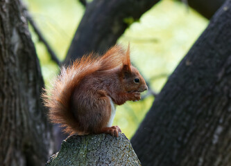 Red squirrel, sciurus vulgaris sitting on a massive branch of a tree, holding wallnut in her paws and watching us.