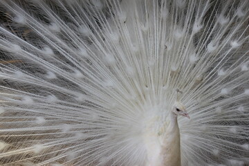 Obraz premium Peacock