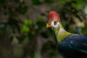 Exotic Colorful Bird 