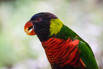 Exotic Colorful Bird 