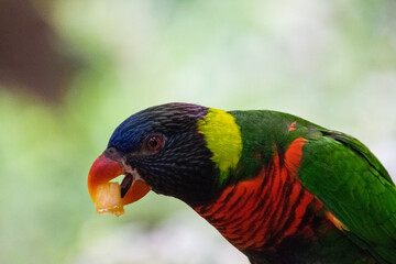 Exotic Colorful Bird 