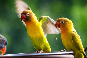 Exotic Colorful Bird 