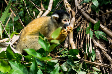 Mono Ardilla Boliviano / Black-capped squirrel monkey