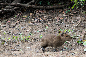 Capybara