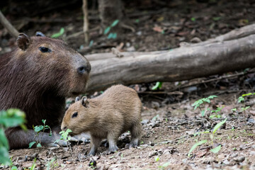 Capybara