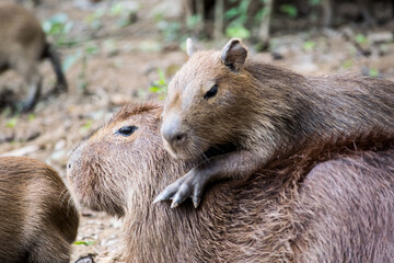 Capybara
