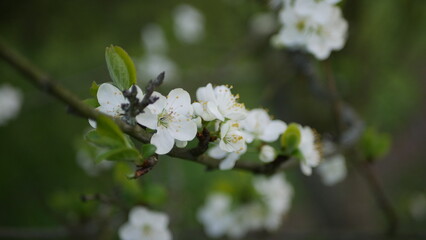 Close-up shot of apple tree blossom in spring