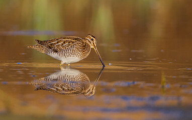 Common Snipe (Gallinago gallinago) is a wetland bird. It's feeds on the wetlands.