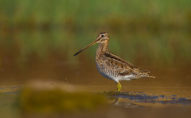 Common Snipe (Gallinago gallinago) is a wetland bird. It's feeds on the wetlands.