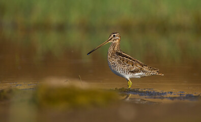 Common Snipe (Gallinago gallinago) is a wetland bird. It's feeds on the wetlands.