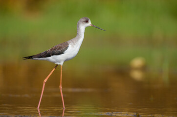 Black-winged Stilt (Himantopus himantopus) is often seen in coastal wetlands of the Tigris River in Turkey.