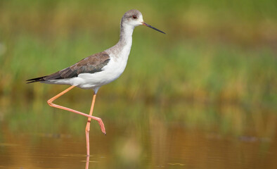 Black-winged Stilt (Himantopus himantopus) is often seen in coastal wetlands of the Tigris River in Turkey.