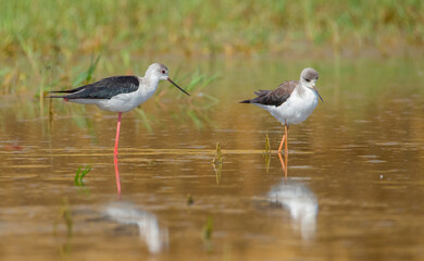 Black-winged Stilt (Himantopus himantopus) is often seen in coastal wetlands of the Tigris River in Turkey.