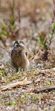 Baby Florida Burrowing Owl Gazes Upward with curious wonder in Cape Coral, Florida, United States