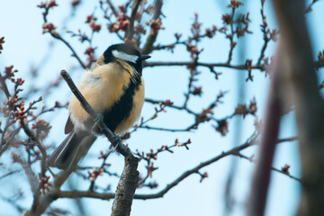 Blaumeise