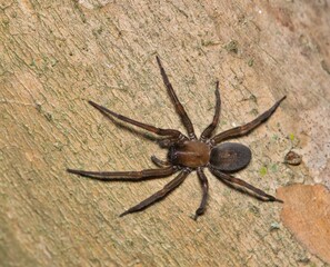Hacklemesh Weaver spider (Metaltella simoni) hunting for insect prey on a Crepe Myrtle tree at night in Houston, TX.